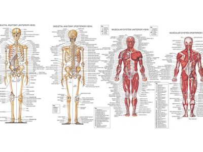 анатомия и физиология