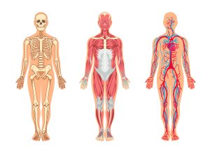 анатомия и физиология