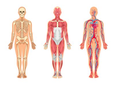 анатомия и физиология