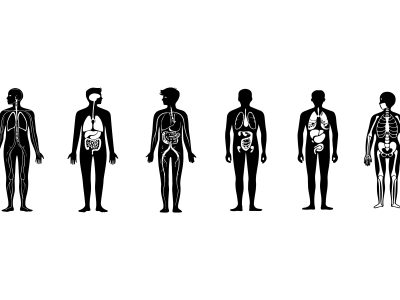 Основни знания за човешкото тяло